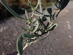 Atriplex portulacoides