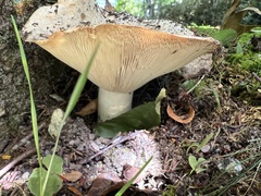 Russula brevipes
