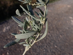 Atriplex portulacoides