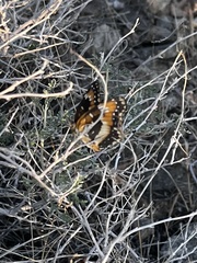 Chlosyne californica