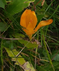 Crocus scharojanii