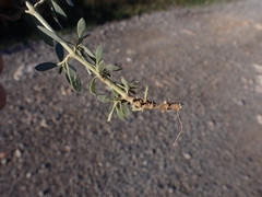 Atriplex portulacoides