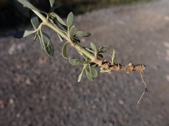 Atriplex portulacoides