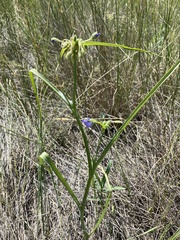 Tradescantia occidentalis