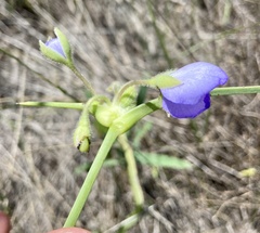 Tradescantia occidentalis