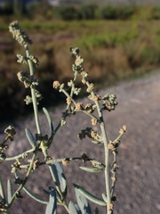 Atriplex portulacoides