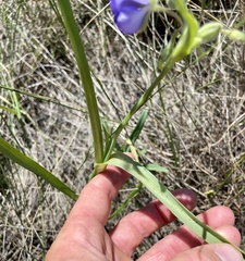 Tradescantia occidentalis