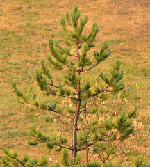 Pinus sylvestris