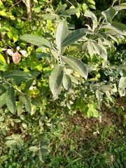 Salix cinerea