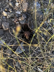 Aphonopelma chalcodes