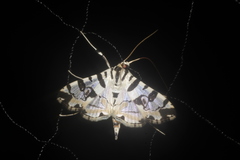 Conchylodes salamisalis