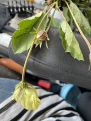 Malvastrum aurantiacum