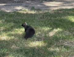 Sciurus carolinensis