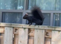 Sciurus carolinensis