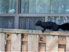 Sciurus carolinensis