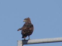 Buteo buteo