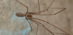 Pholcus alticeps