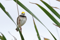 Ploceus benghalensis