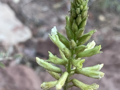 Peteria thompsoniae