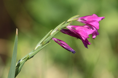 Gladiolus imbricatus