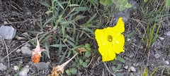 Oenothera berlandieri