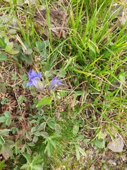 Gentiana septemfida