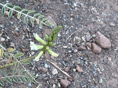 Peteria thompsoniae