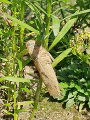 Anacridium aegyptium