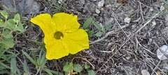 Oenothera berlandieri