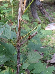 Ribes petraeum