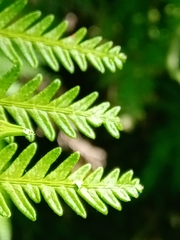 Polypodiopsida