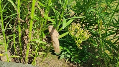 Anacridium aegyptium