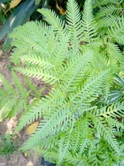 Polypodiopsida
