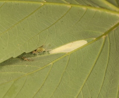 Phyllonorycter geniculella