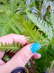 Polypodiopsida
