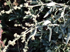 Atriplex portulacoides