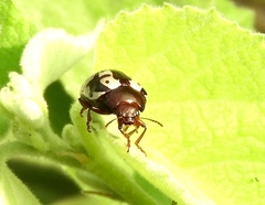 Calligrapha intermedia