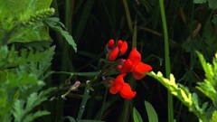 Phaseolus coccineus