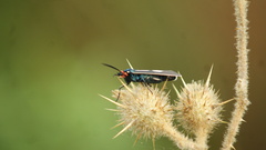 Ctenucha