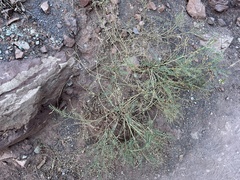 Peteria thompsoniae