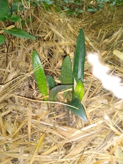 Eulophia maculata