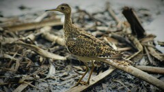 Bartramia longicauda