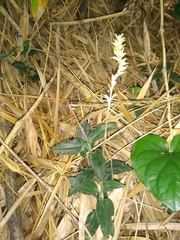 Microchilus
