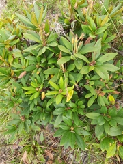 Rhododendron caucasicum