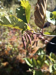 Alnus incana