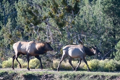 Cervus canadensis canadensis