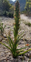 Disa bracteata