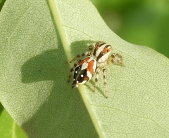 Nycerella delecta