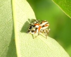 Nycerella delecta