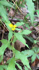 Solidago caesia